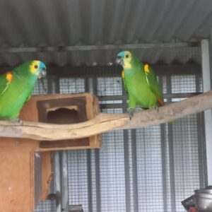 Blue-fronted amazon for sale