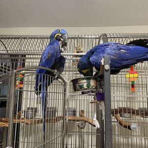 Hyacinth macaw for sale