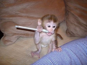 Macaque monkey for sale